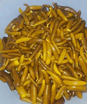 خیارشورویژه دبه تالو