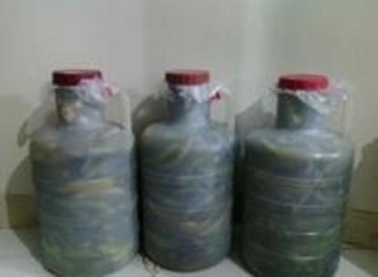 خیارشورنول دبه گردچکاوک